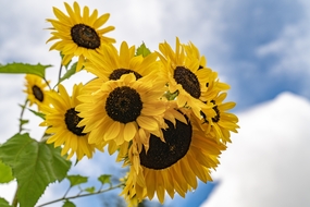 夏日蓝天黑心向日葵摄影图片